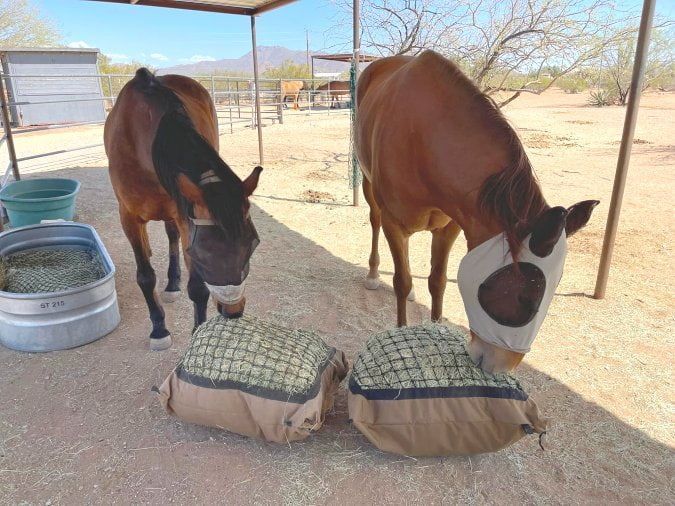 barefoot hoof trimmers