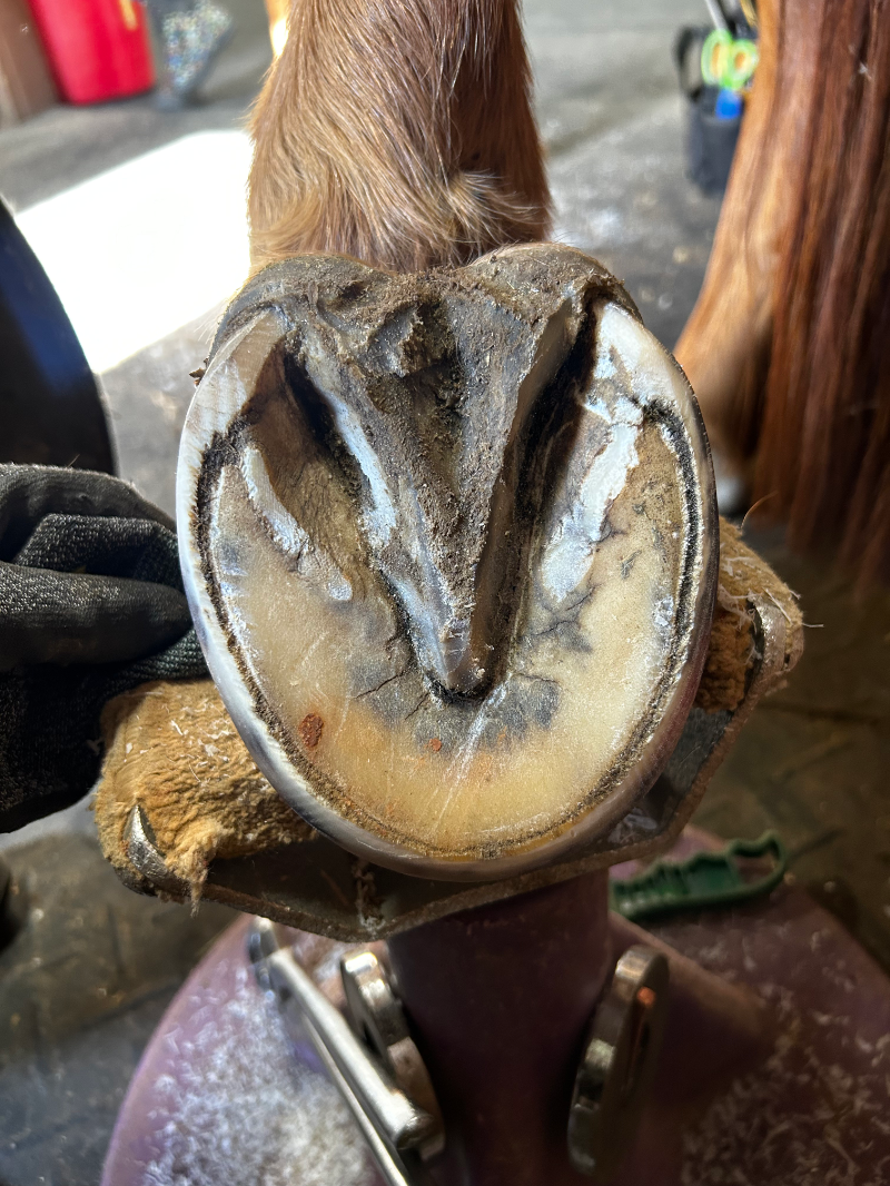 A close up of a person holding a horse 's hoof.