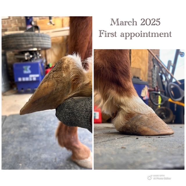 This OTTB illustrates the thin/weak digital cushion, as shown by the pointy presentation of his caudal foot and steep angle of the hairline. 