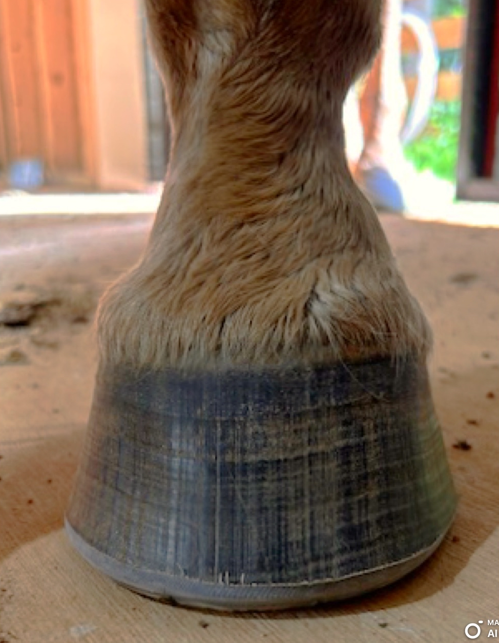 Hoof Rehabilitation