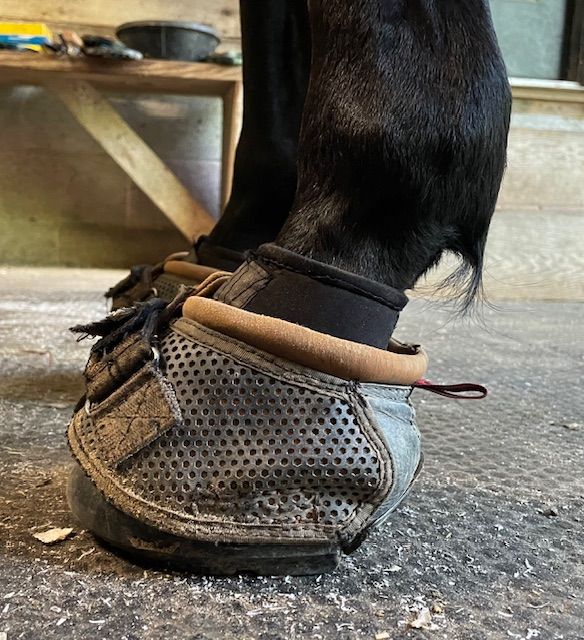Alternative Farrier