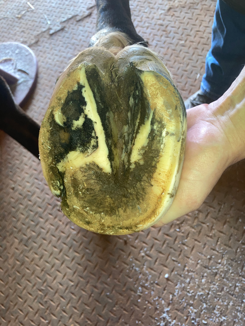 Horse Hoof Care Near Me