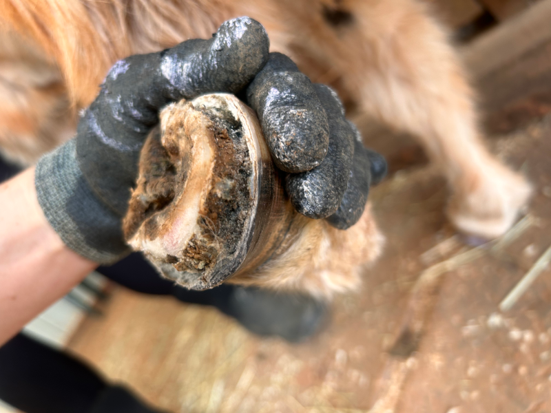 Horse Hoof Management