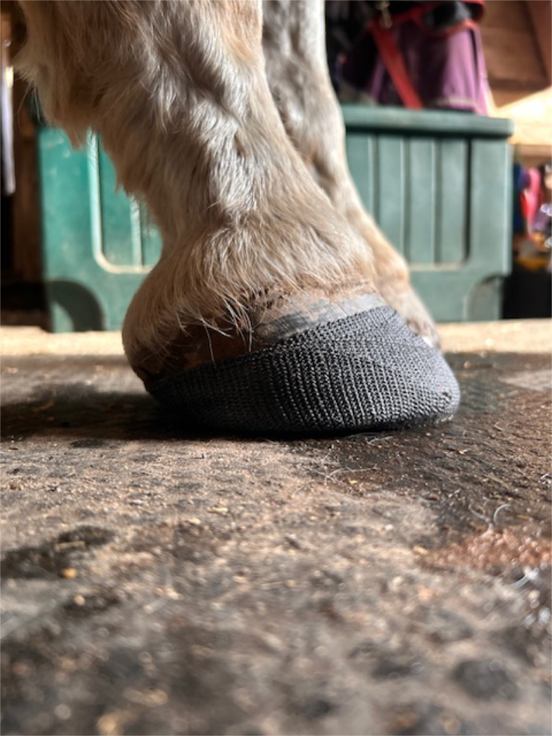Thrush treatment for horses 