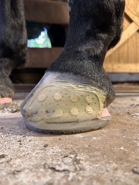 Horse Hoof Trimming Near