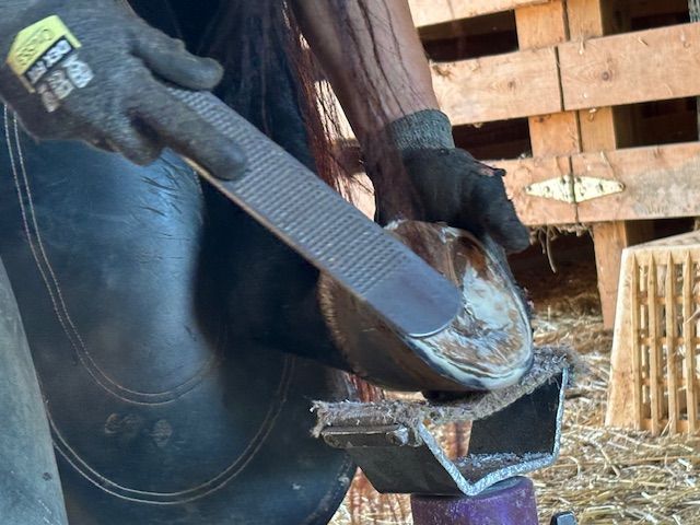 Alternative Farrier