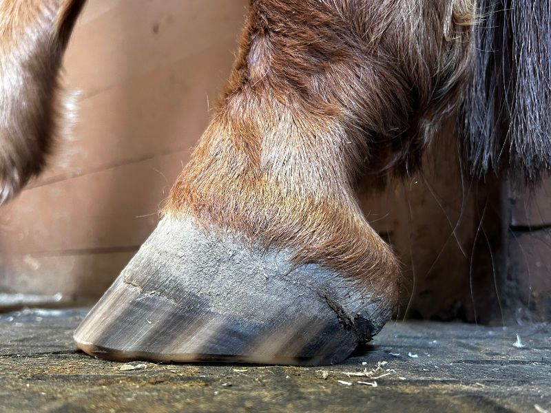 Alternative Farrier