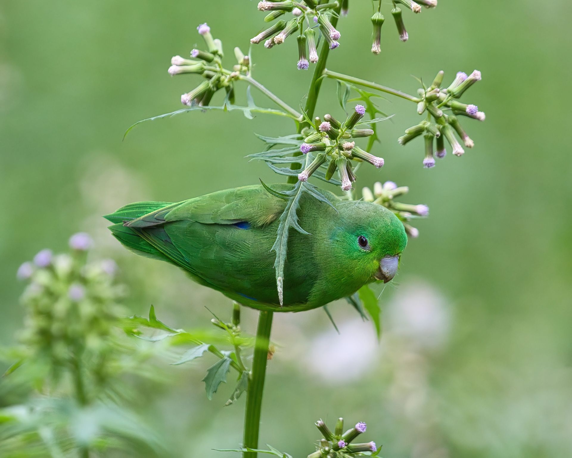 Observação de Aves em Joinville- birdwatching