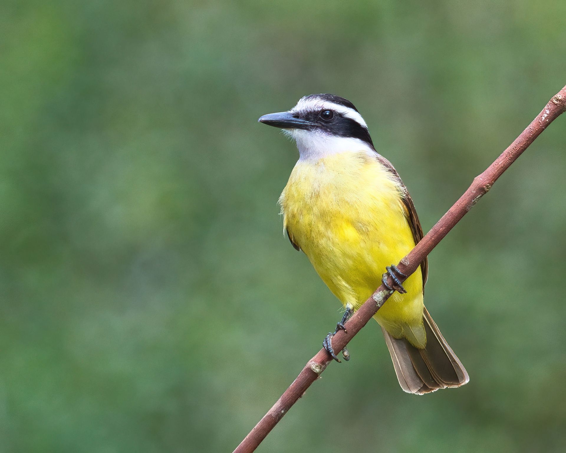 Observação de Aves em Joinville- birdwatching