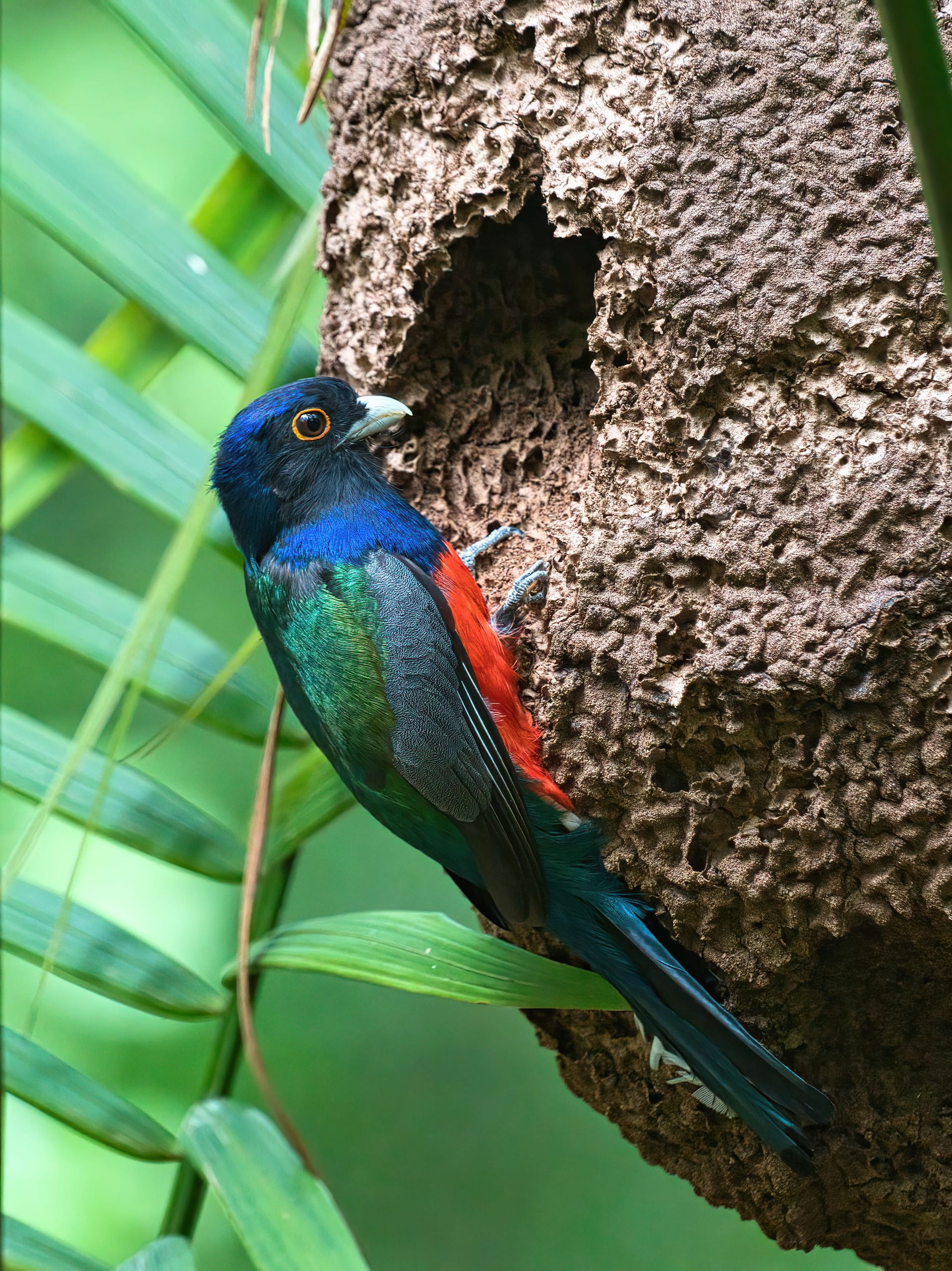 Observação de Aves em Joinville- birdwatching