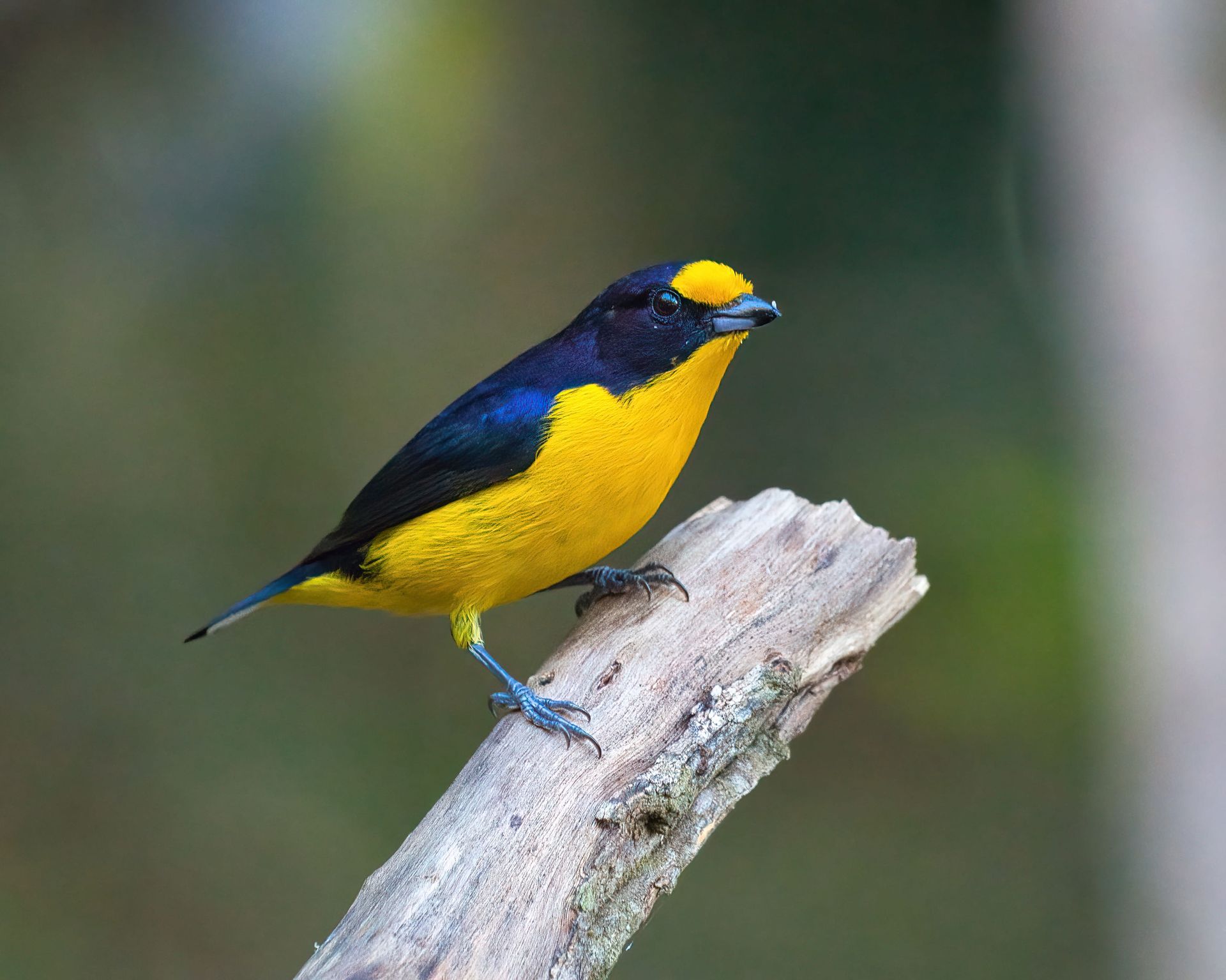 Observação de Aves em Joinville- birdwatching