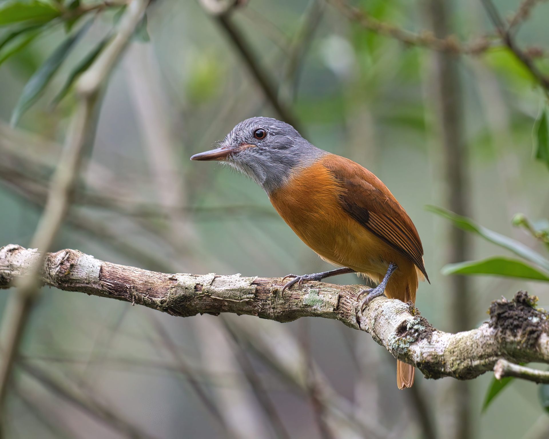 Observação de Aves em Joinville- birdwatching