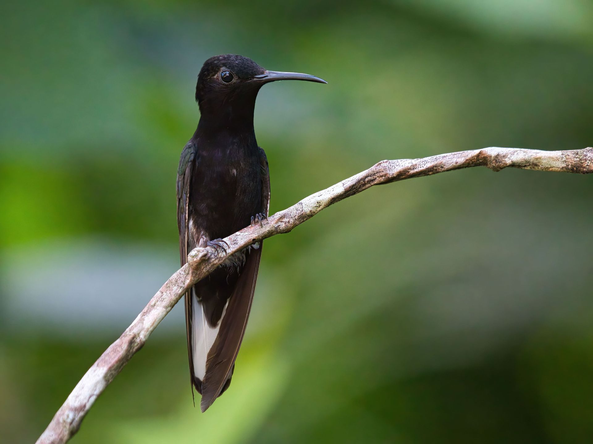 Observação de Aves em Joinville- birdwatching