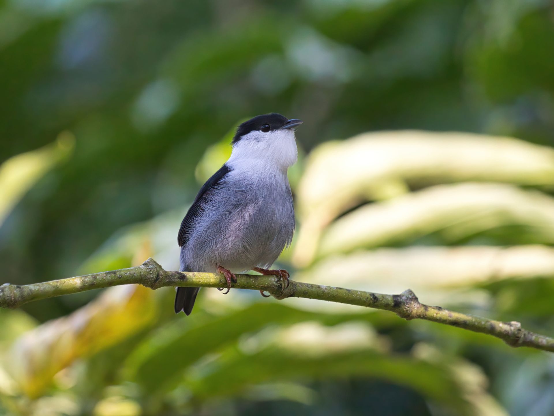 Observação de Aves em Joinville- birdwatching