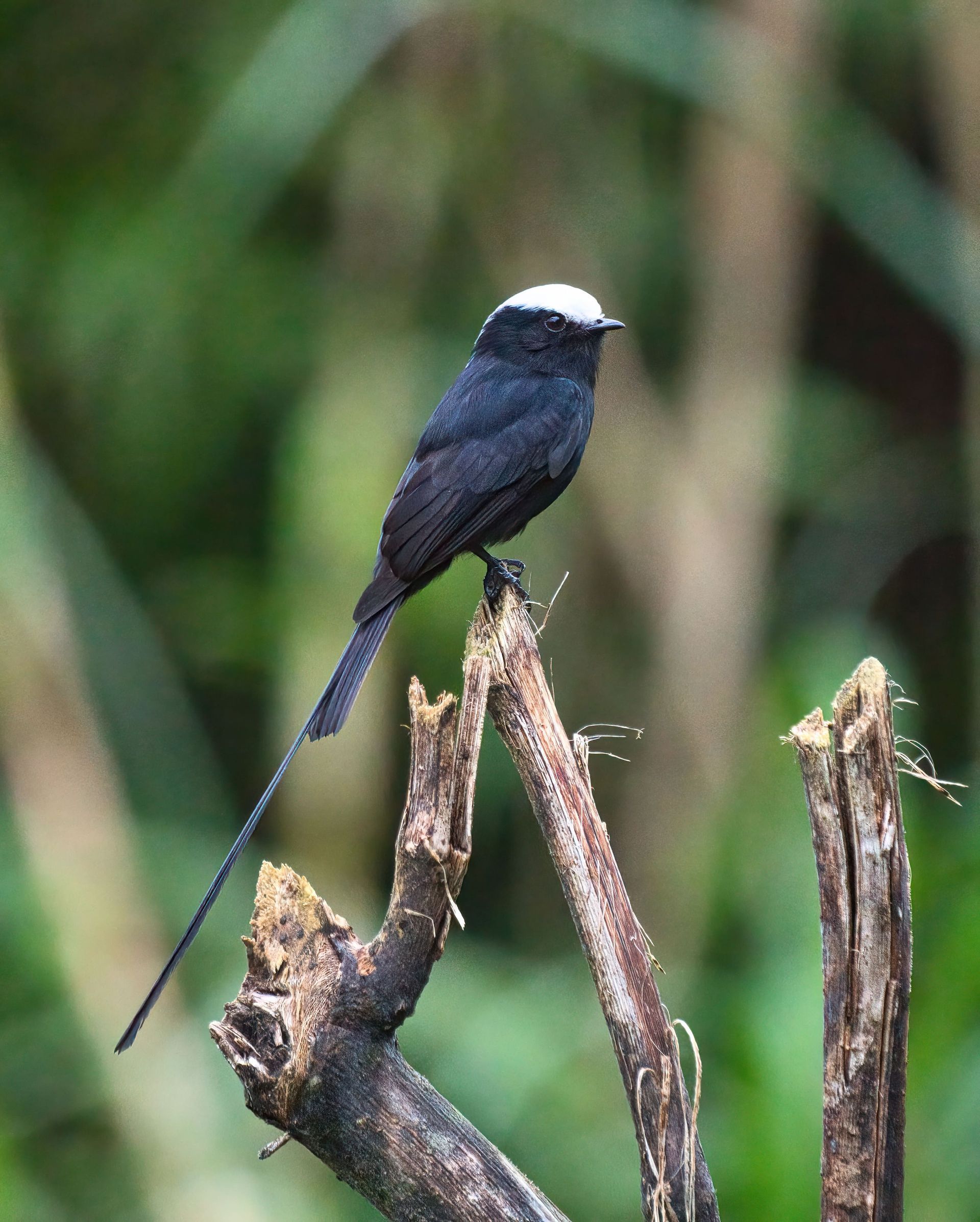 Observação de Aves em Joinville- birdwatching