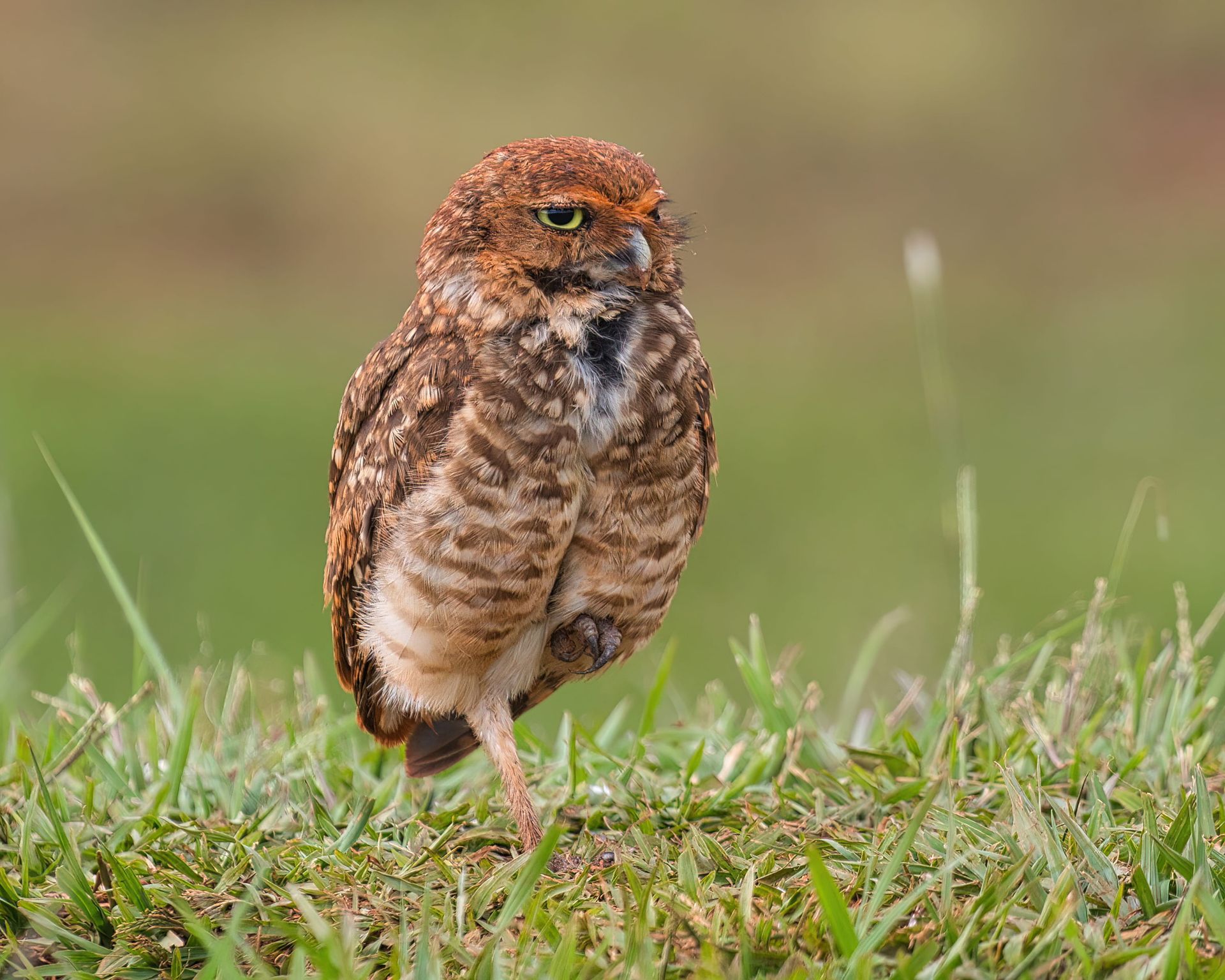 Observação de Aves em Joinville- birdwatching