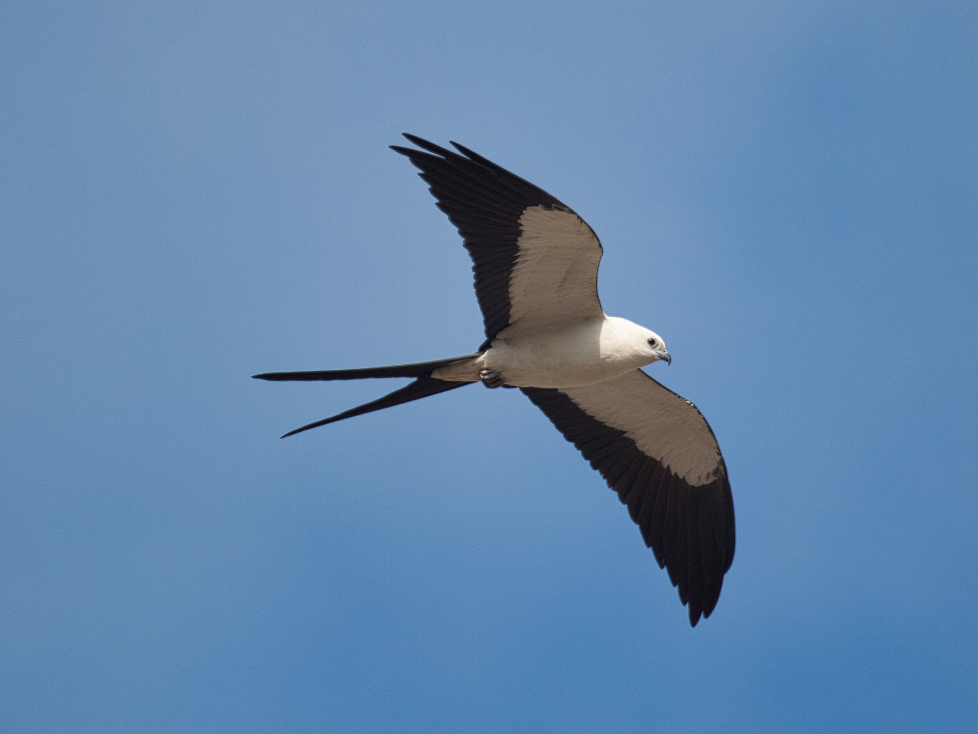 Observação de Aves em Joinville- birdwatching