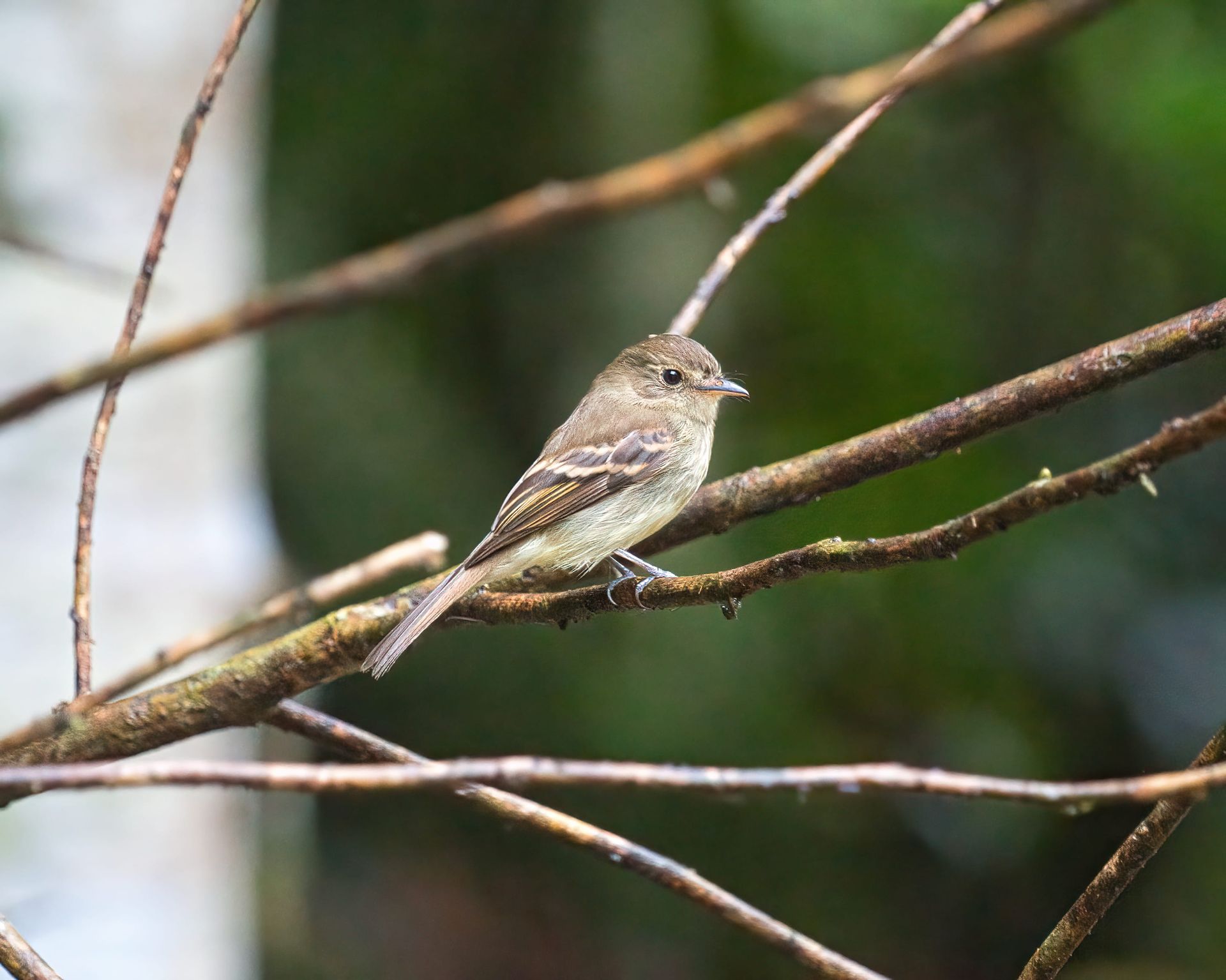 Observação de Aves em Joinville- birdwatching