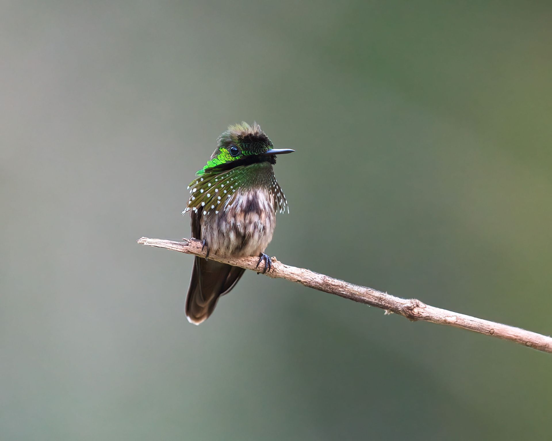 Observação de Aves em Joinville- birdwatchingObservação de Aves em Joinville- birdwatching