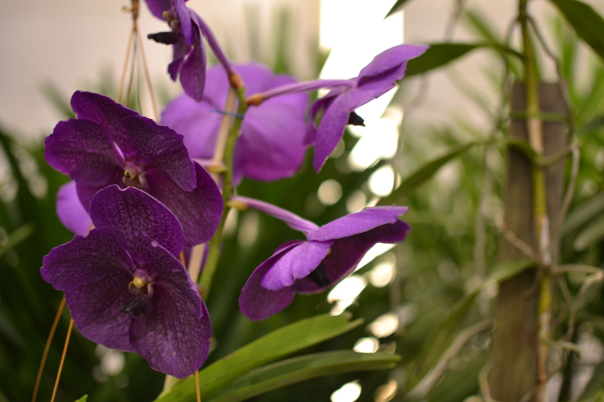 Festa das Flores em Joinville