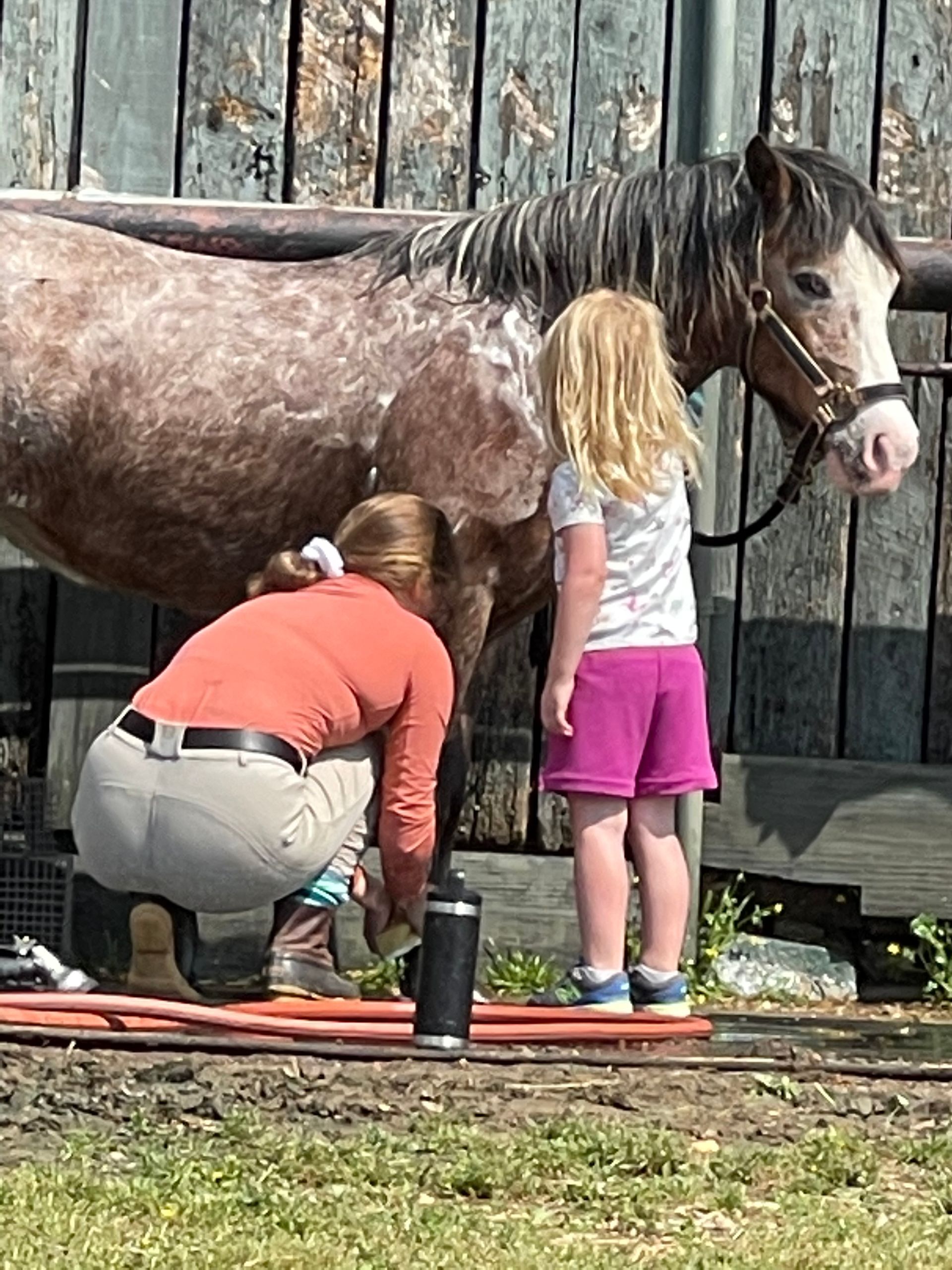 Child and adult grooming a horse beside a wooden fence outdoors