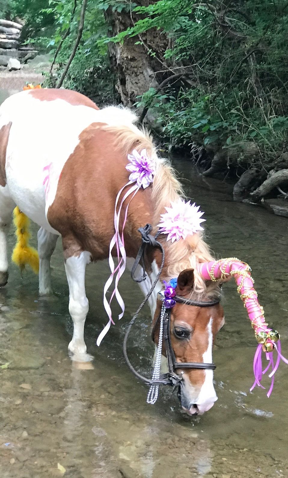 Small brown-and-white pony wearing pink garlands drinks from a shallow stream in a wooded area