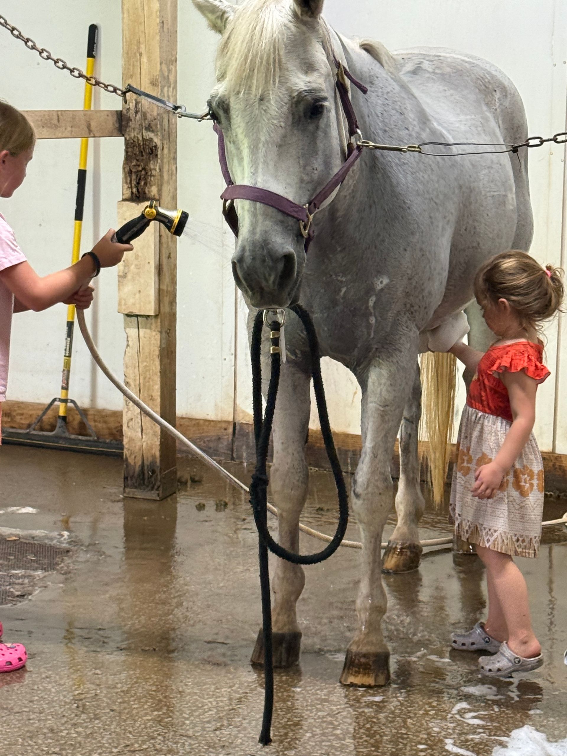 Gray horse being washed with a hose while two children stand nearby in a stable.