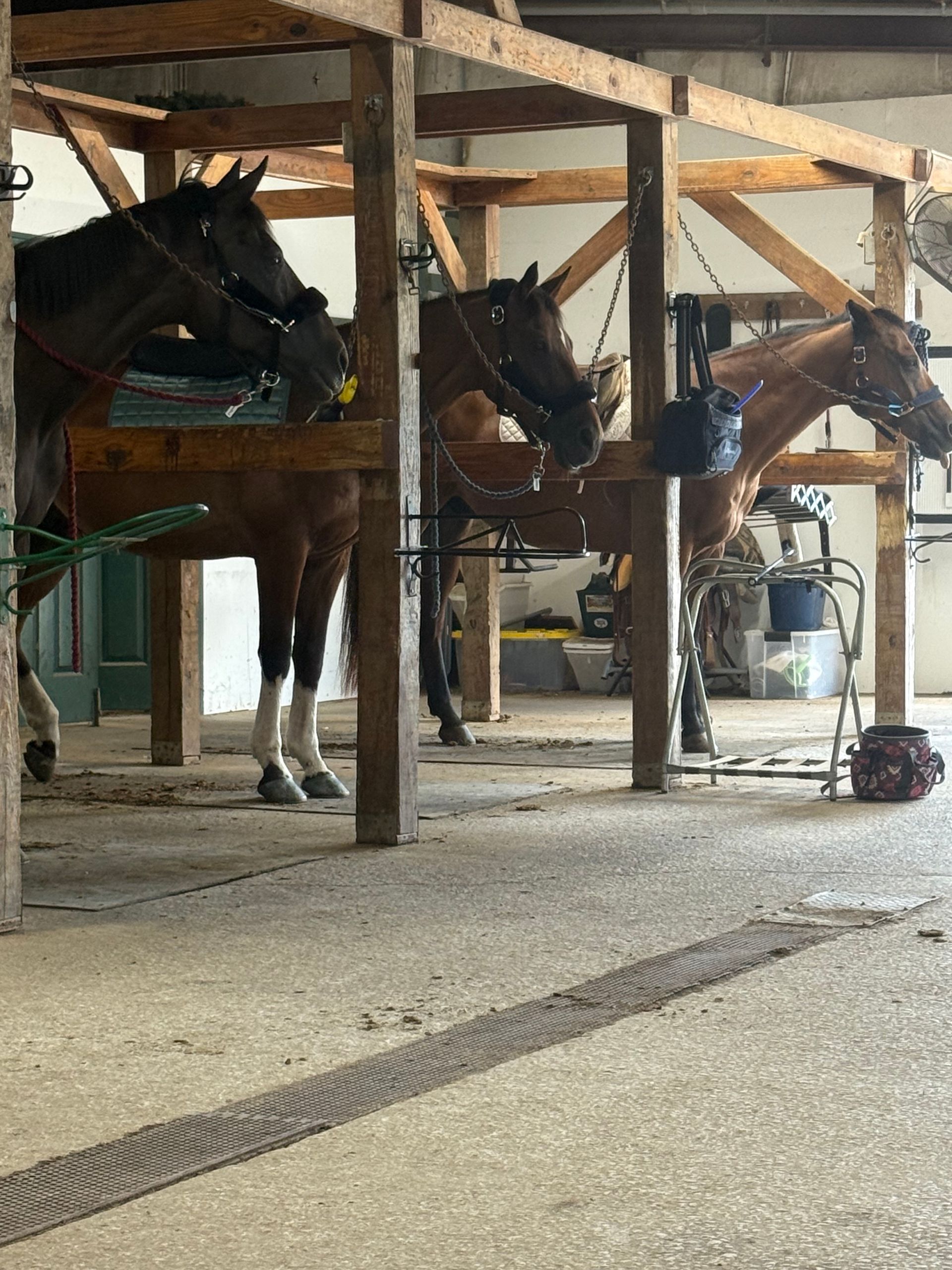 Horses standing in wooden stalls inside a stable, with hay and equipment visible.
