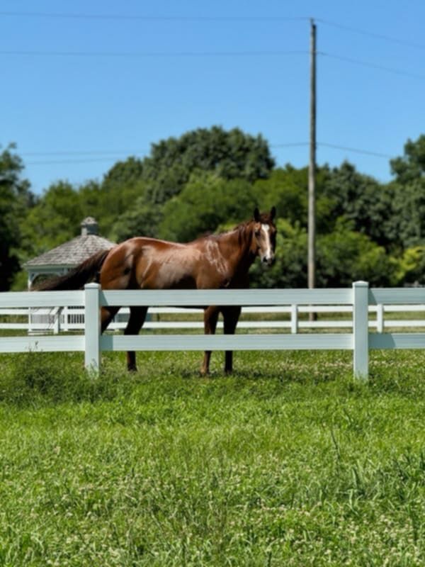 Brown horse standing in a grassy paddock behind a white fence under a blue sky