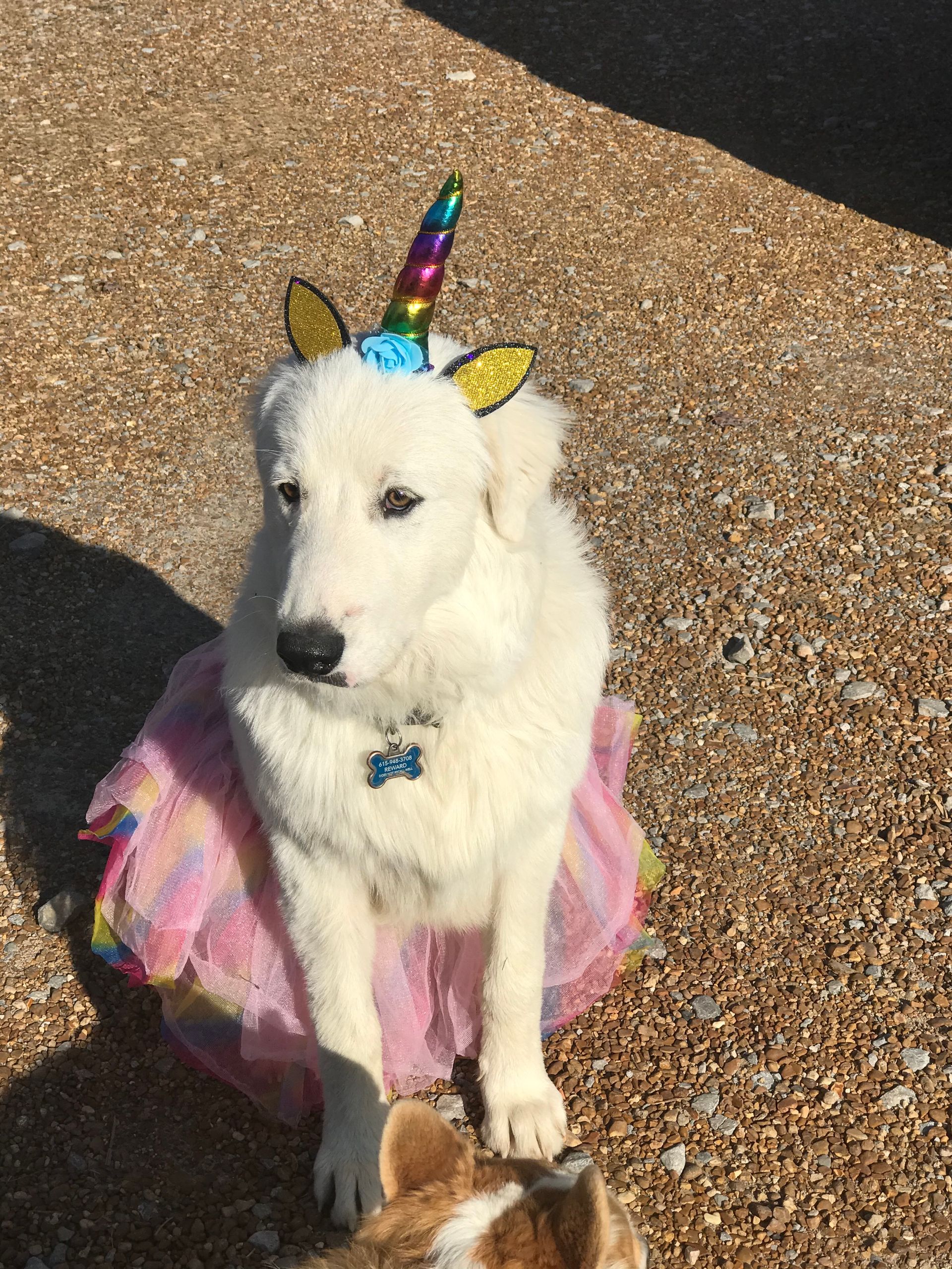 White dog in a unicorn costume with a rainbow horn and pink tutu sitting on gravel outdoors