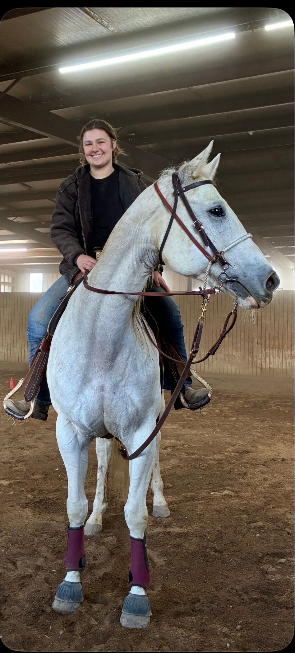 Person riding a white horse indoors, wearing a black jacket and purple leg wraps.