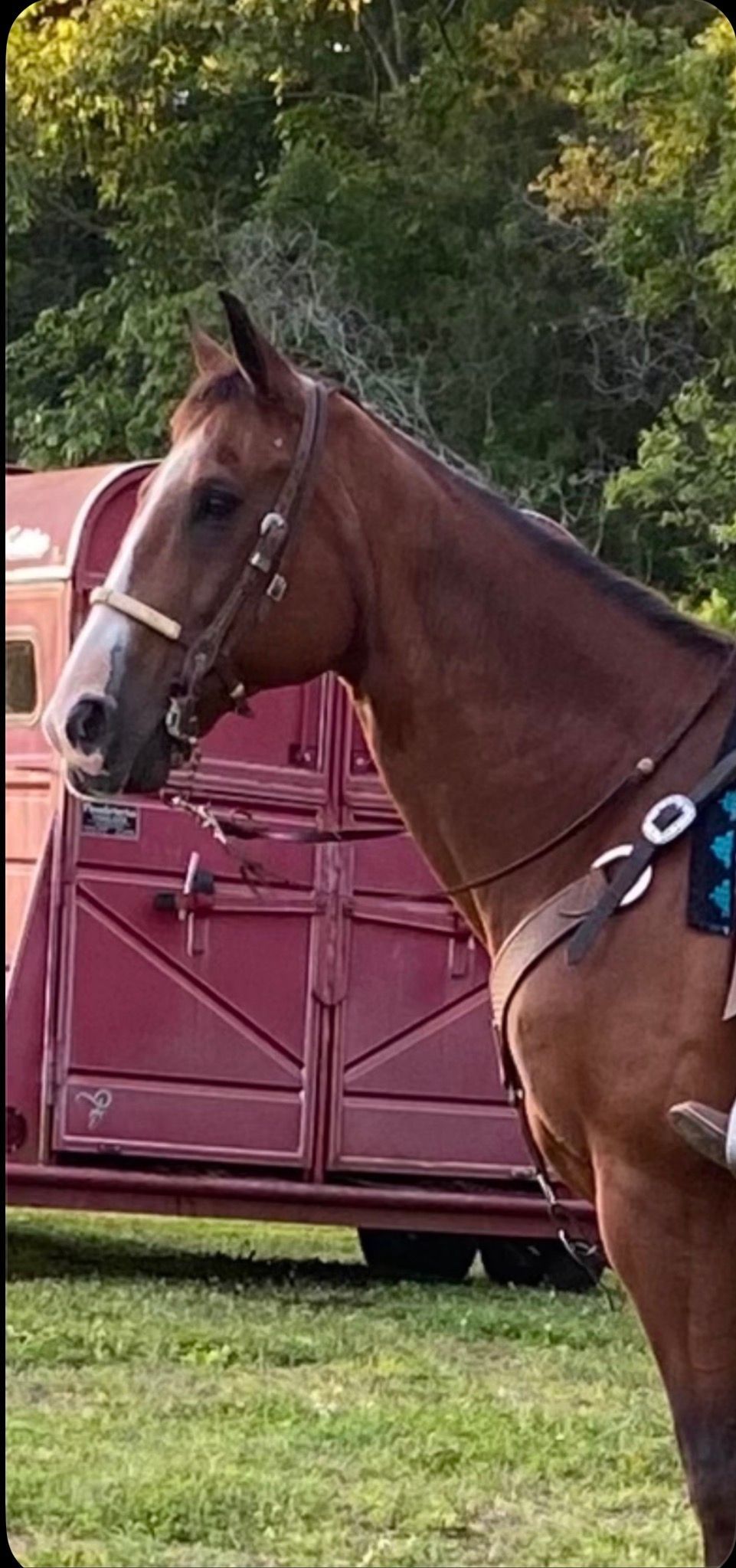 Brown horse in a bridle standing beside a maroon trailer outdoors on grass.