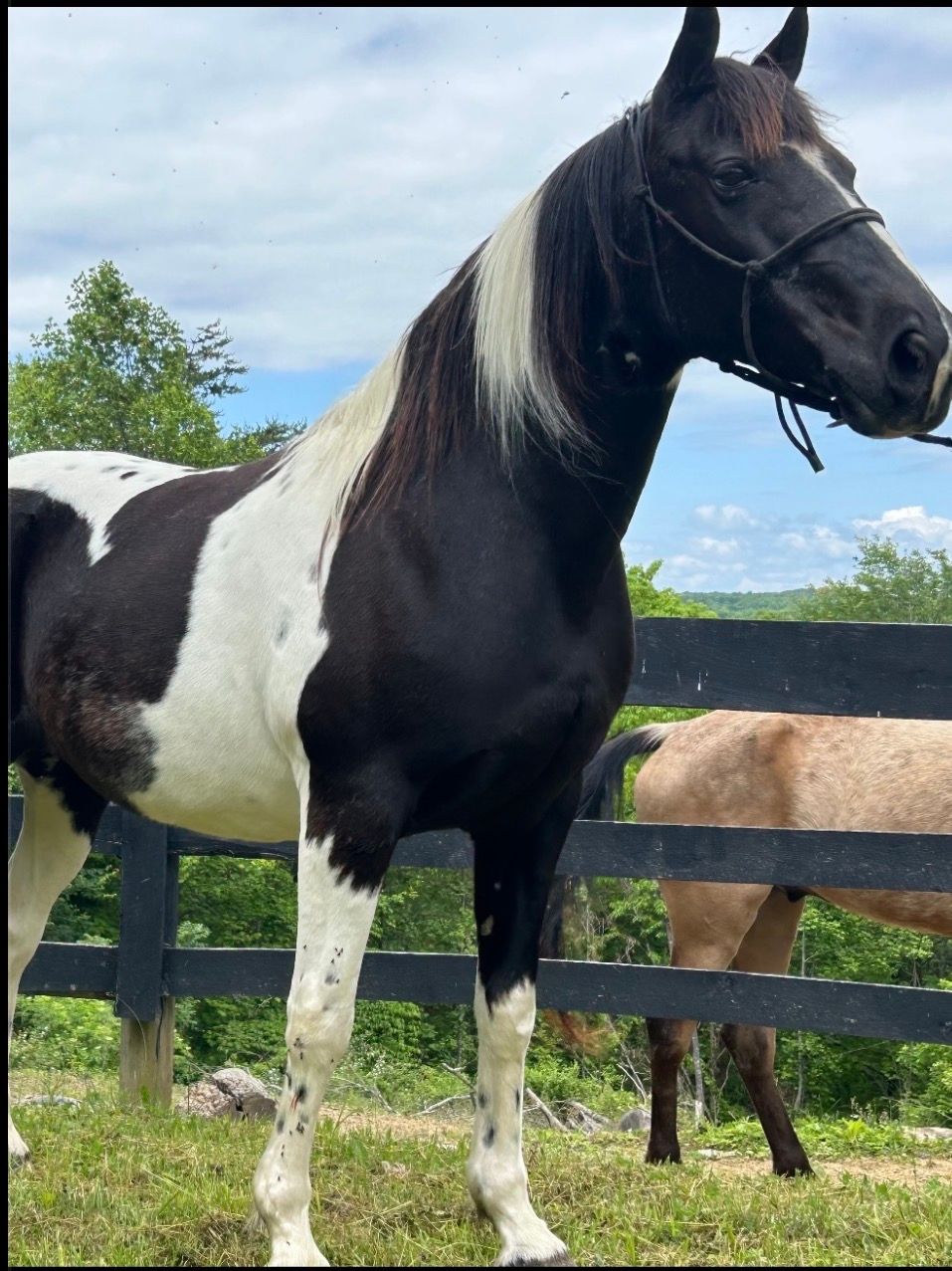 Black-and-white horse standing in a grassy paddock by a wooden fence under a cloudy sky