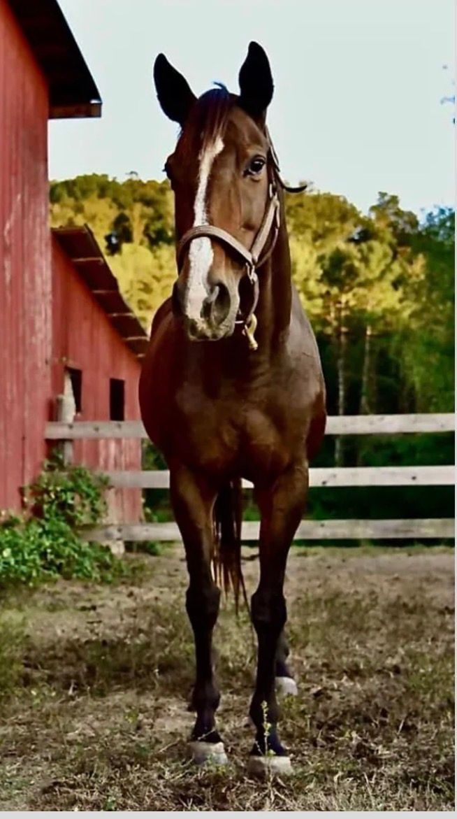 Brown horse standing in a farmyard beside a red barn and white fence