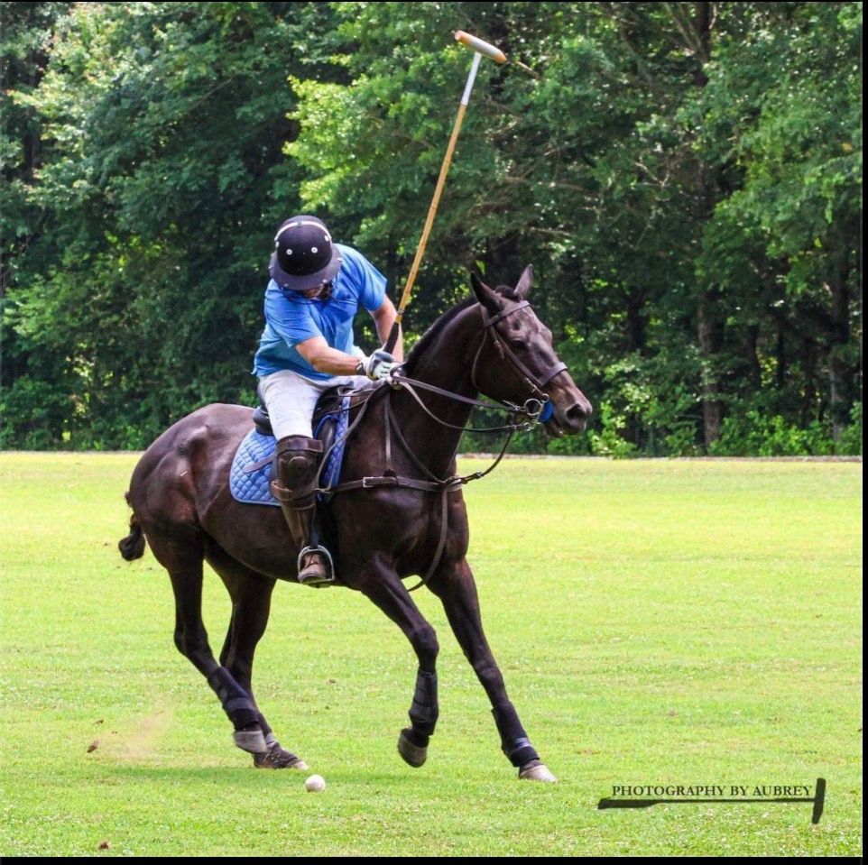 Polo rider in blue shirt on a dark horse, swinging a mallet on a grassy field.