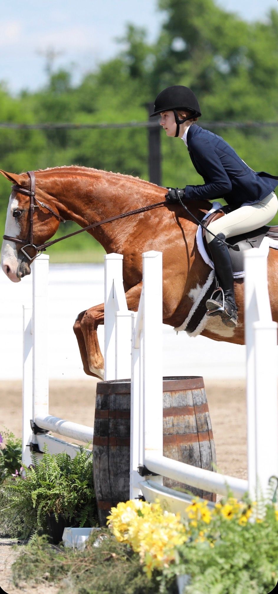 Equestrian rider on a chestnut horse jumping a white fence in an outdoor arena