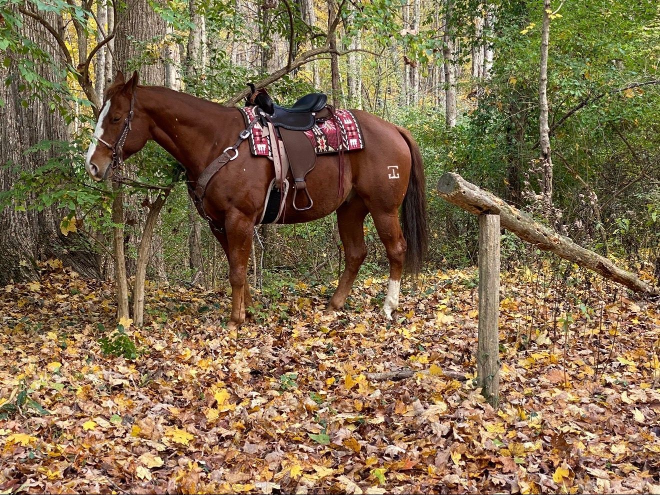 Brown horse with saddle standing in a leafy forest clearing