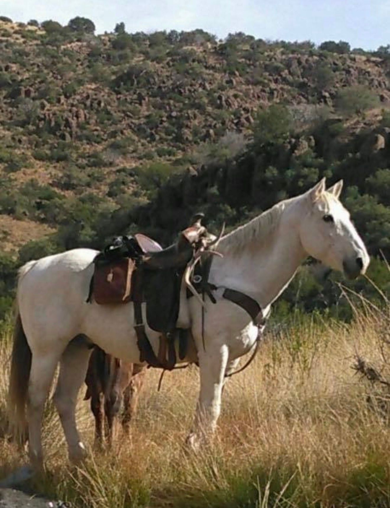 White horse with saddle standing in tall grass on a hillside with rocky, shrub-covered hills behind.