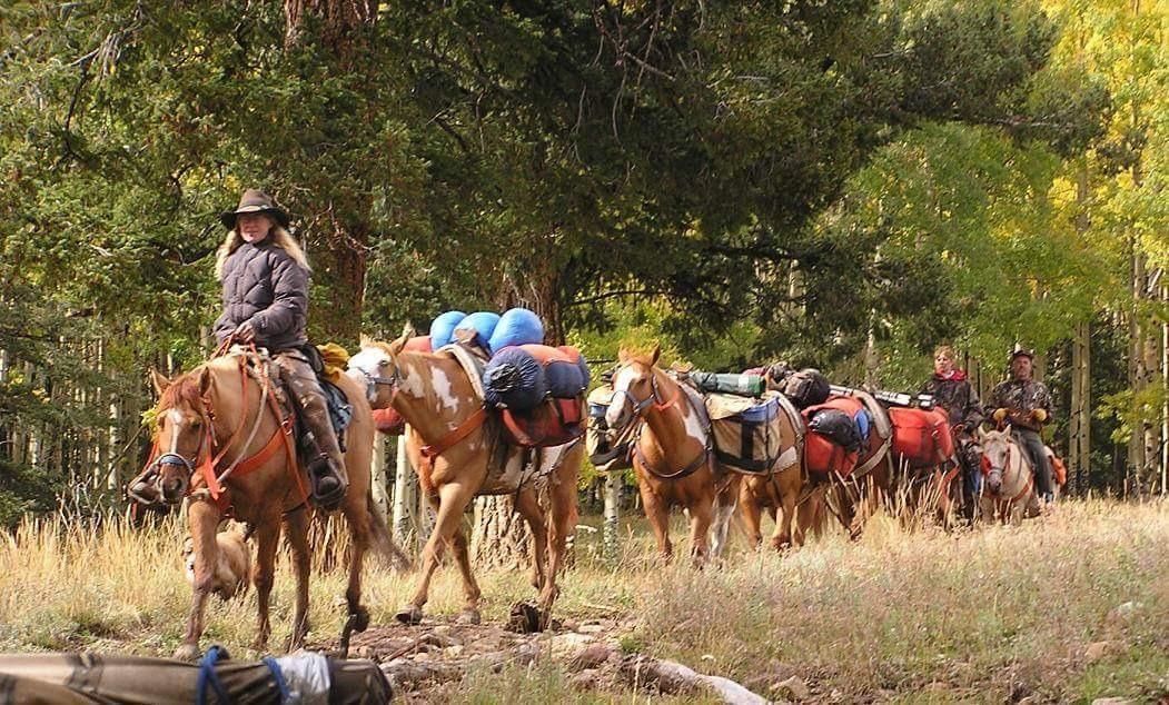 Cowgirl leads a line of pack horses through a wooded area with fall foliage.