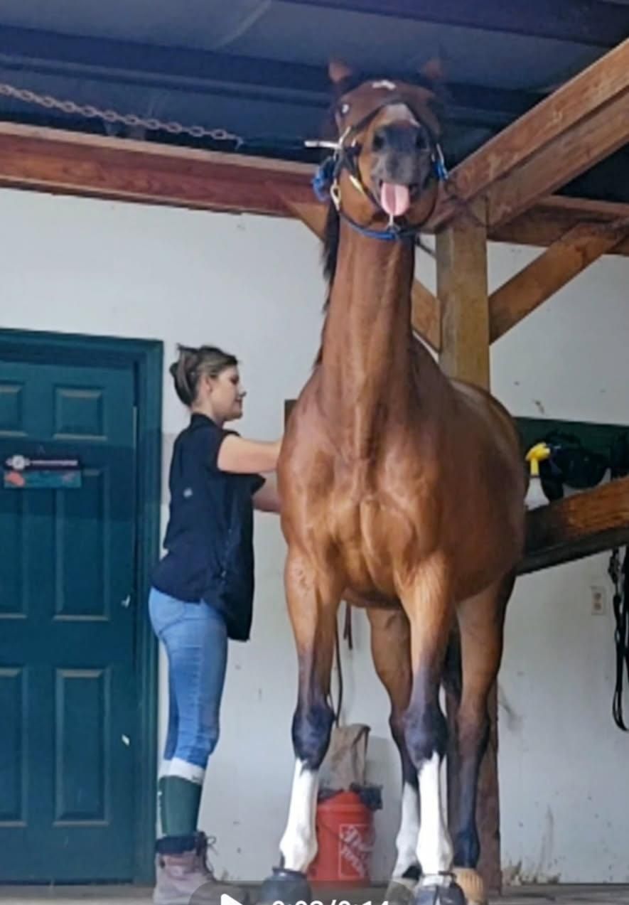 Horse standing in a stable while a person adjusts its halter