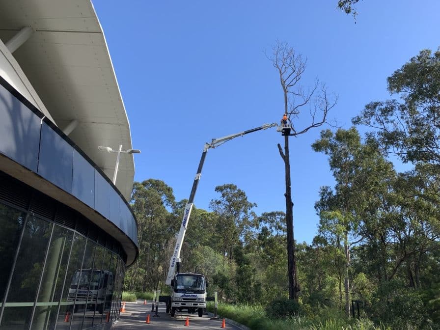 Tree Lopping Sunshine Coast Branch Manager Tree Services