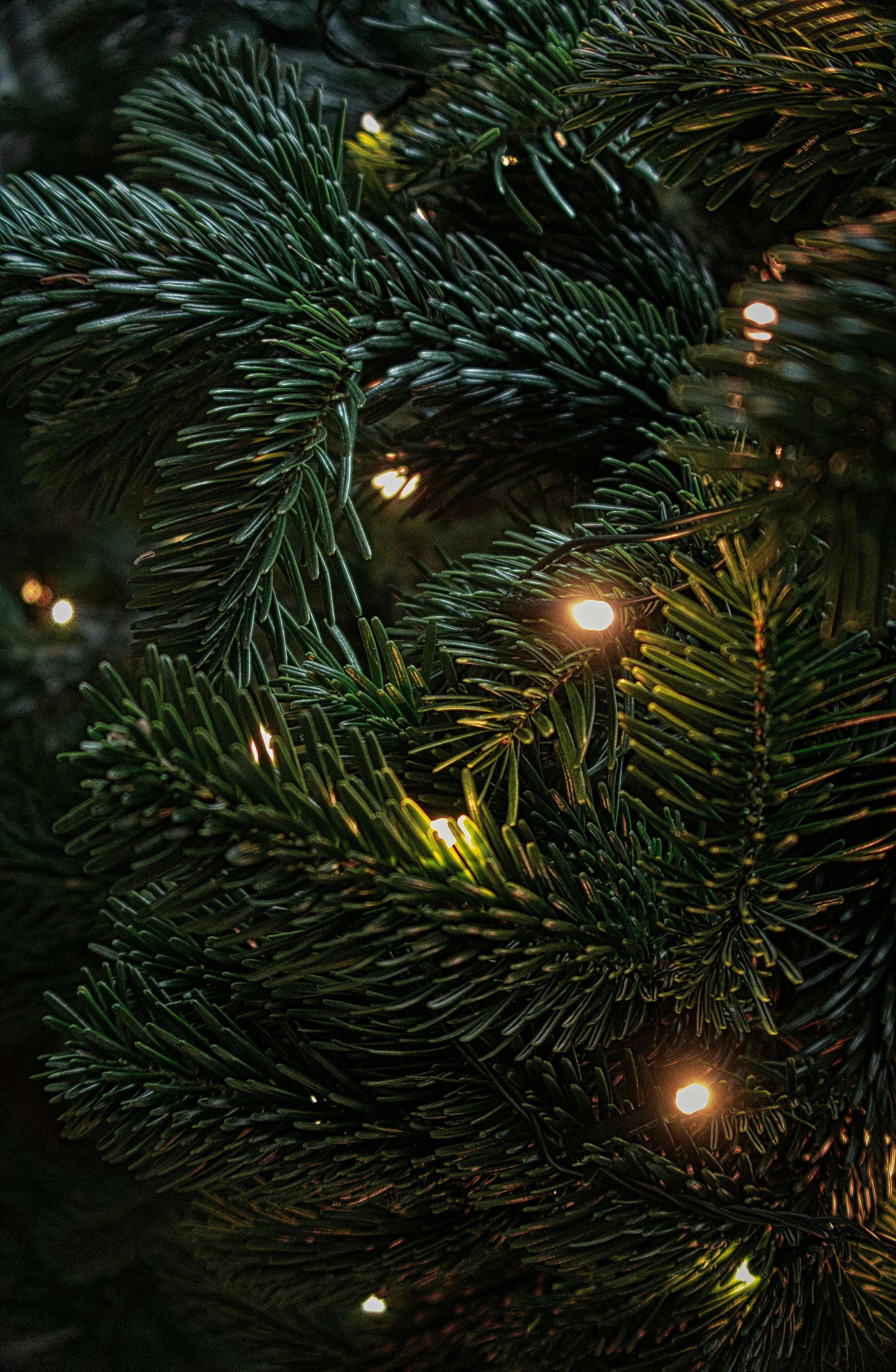 Christmas lights on tree with potential fire risk.
