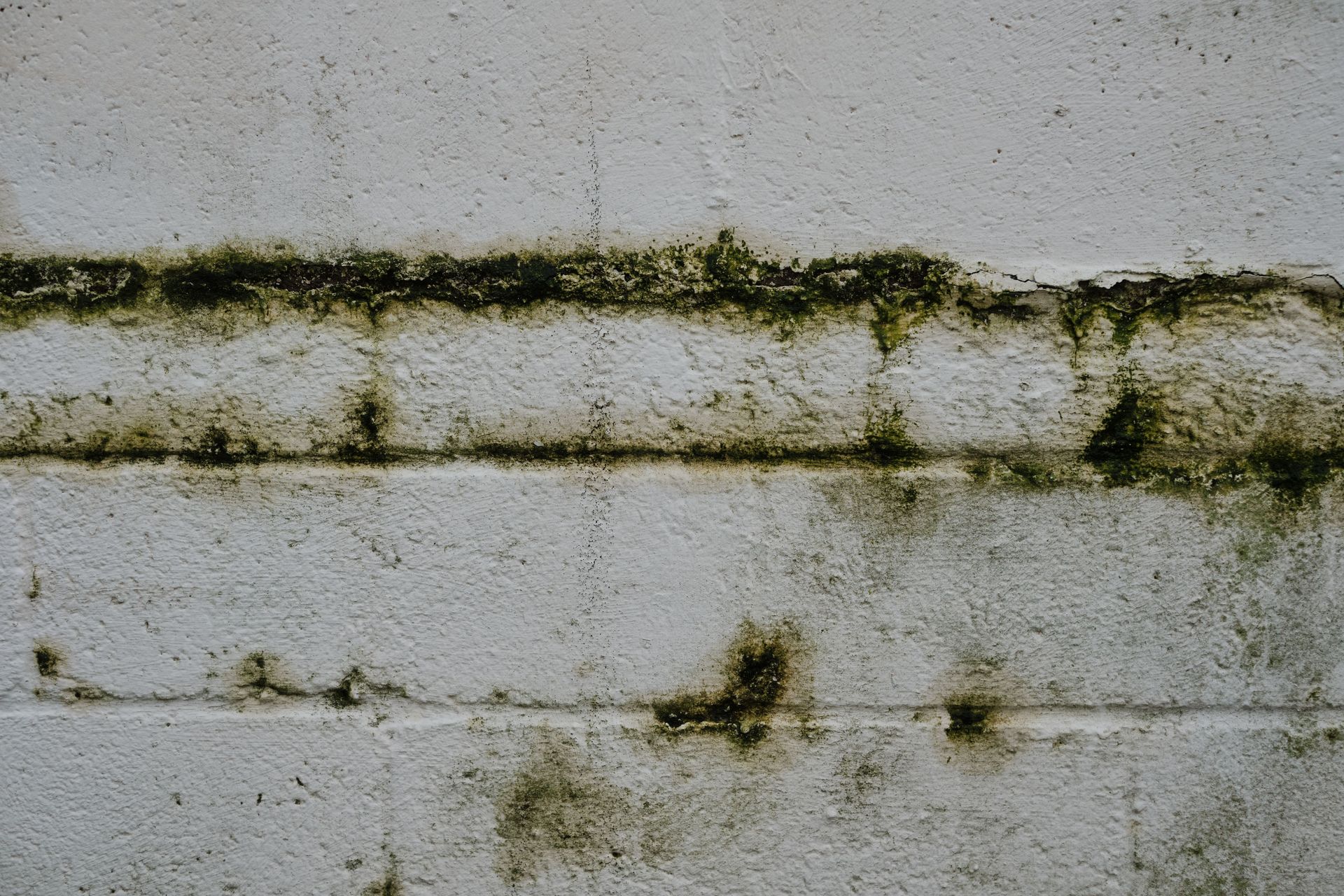 Mold growing on the exterior of a house in Fort Myers.

