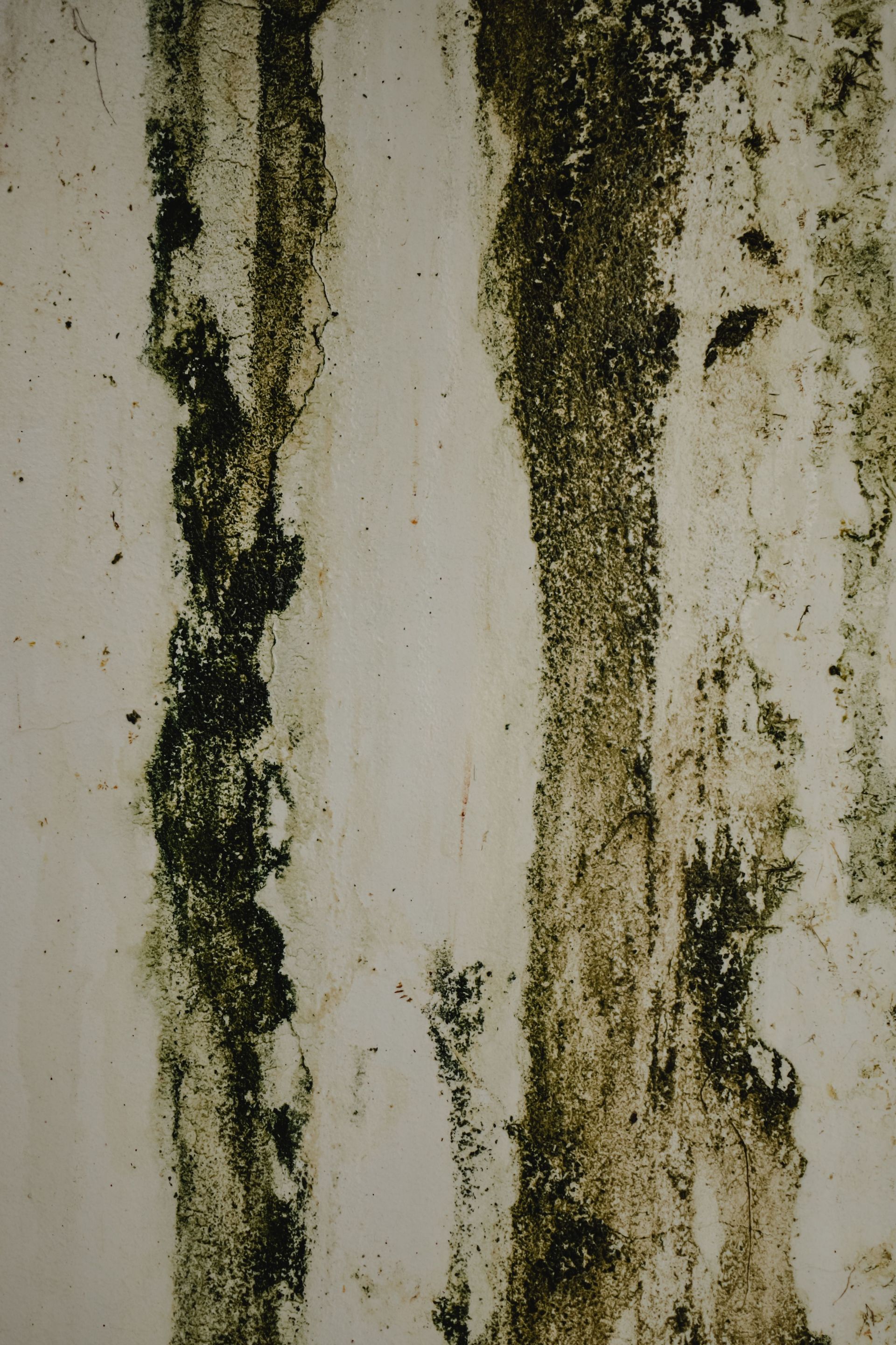 Fort Myers mold remediation service treating mold in high-moisture areas
