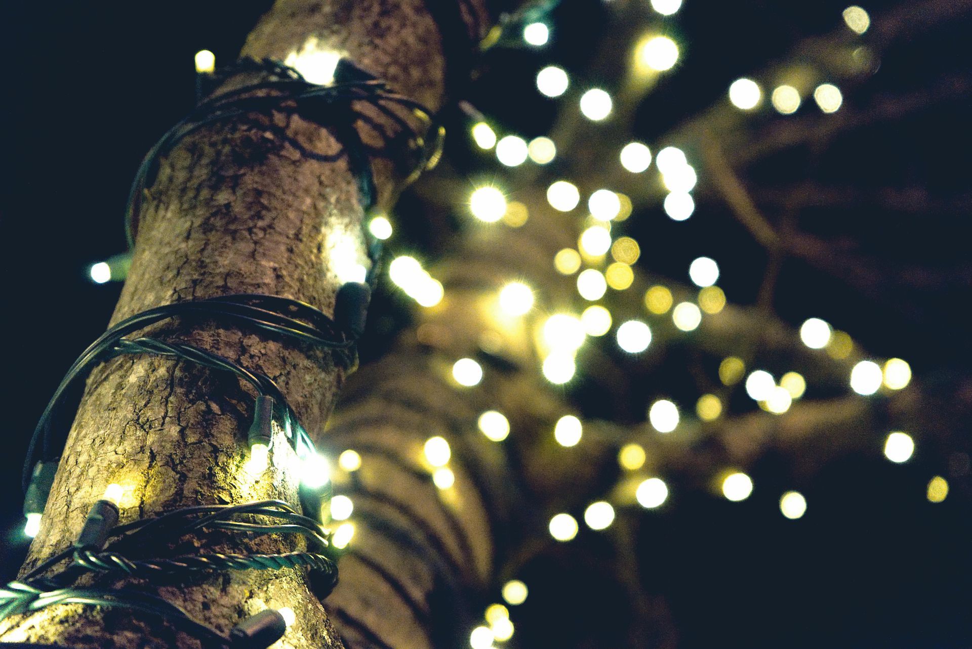 Christmas lights on tree possibly posing a fire hazard.