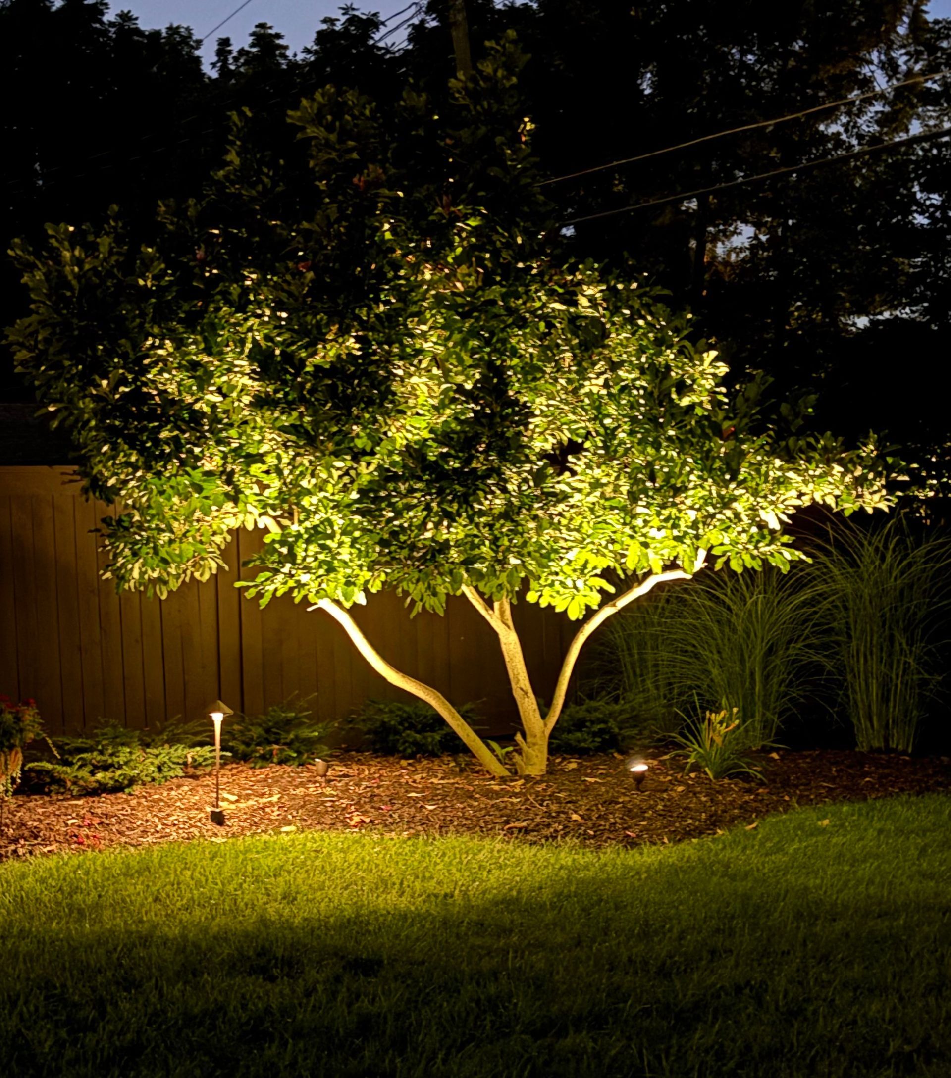 Illuminated tree in a garden at night, with upward-pointing spotlights casting a warm glow.