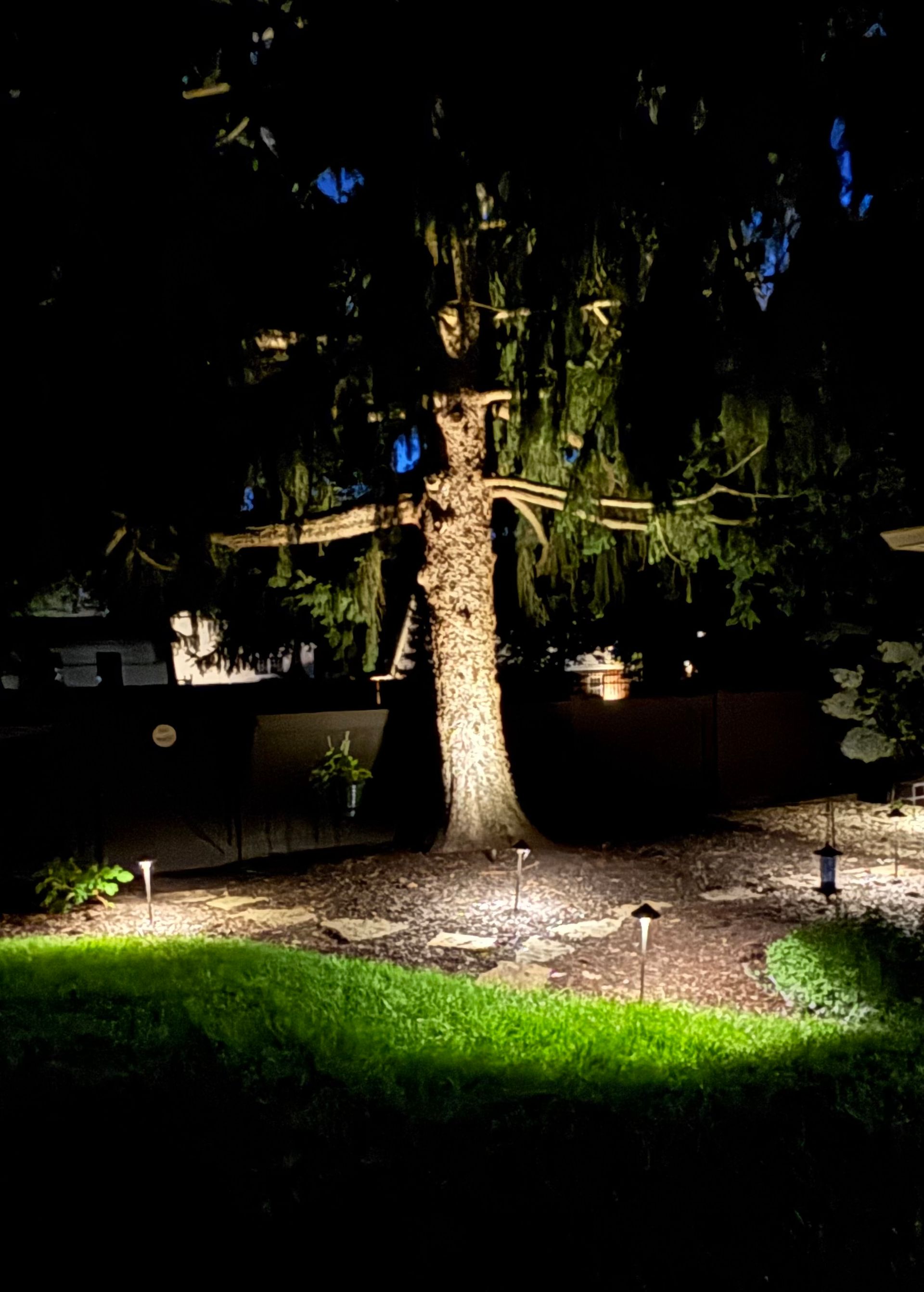 Large tree illuminated at night by spotlights in a backyard.