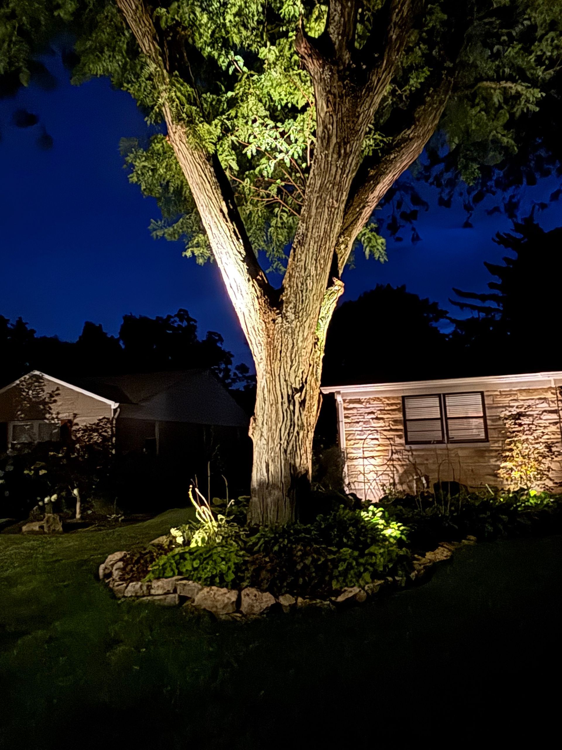 Lit tree and surrounding landscape at night, with a small house and shed in the background.
