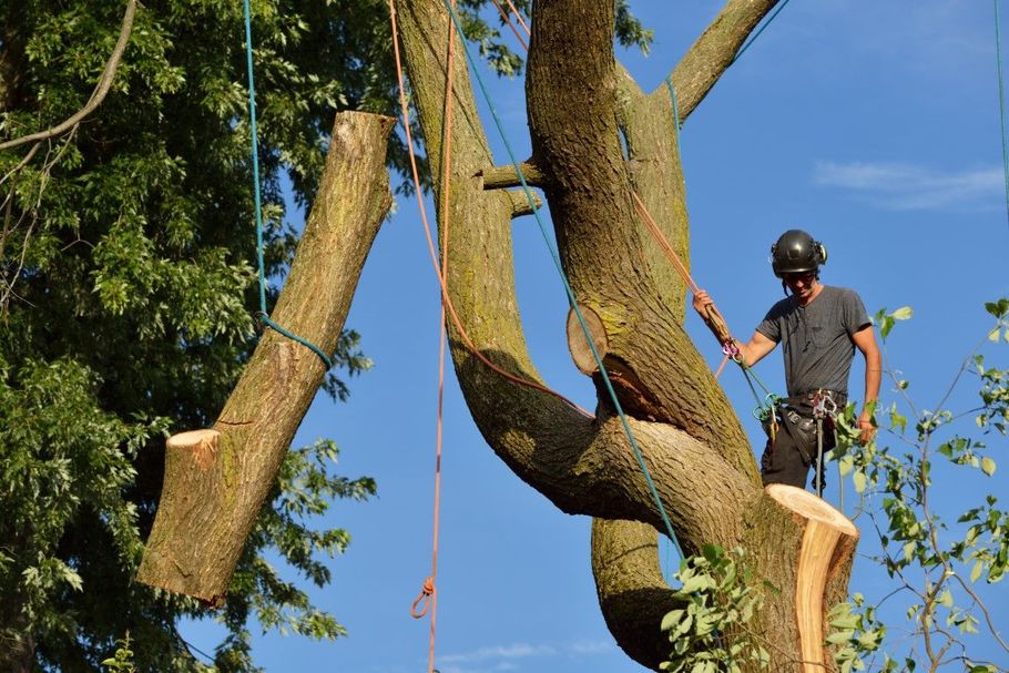 Arborist using ropes to cut a tree branch against a blue sky.