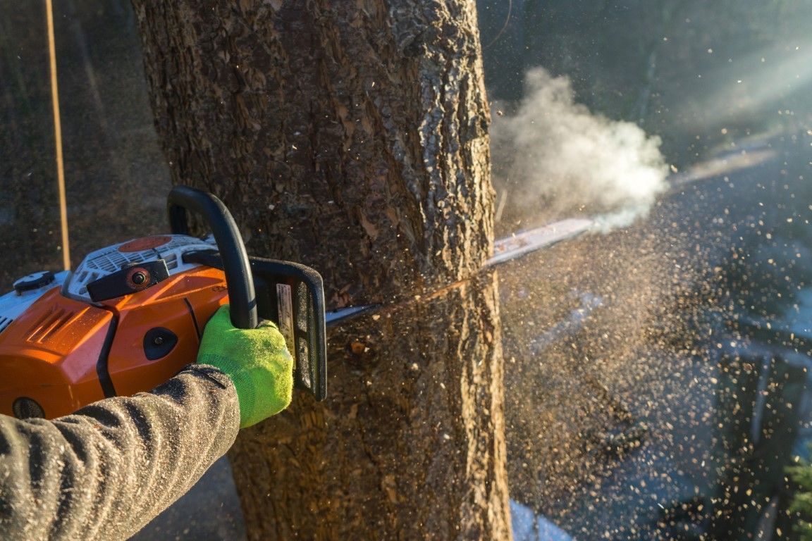 Person using a chainsaw to cut down a tree; wood chips and sawdust flying.